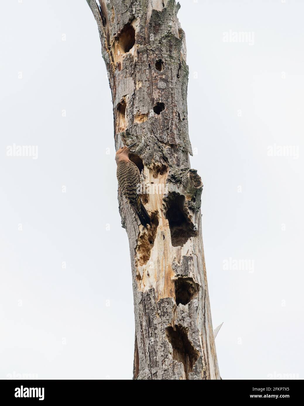 Northern Flicker arbeitet an seinem Nest im Hohlraum von Ein großer Baum mit zahlreichen Löchern von Spechten Stockfoto