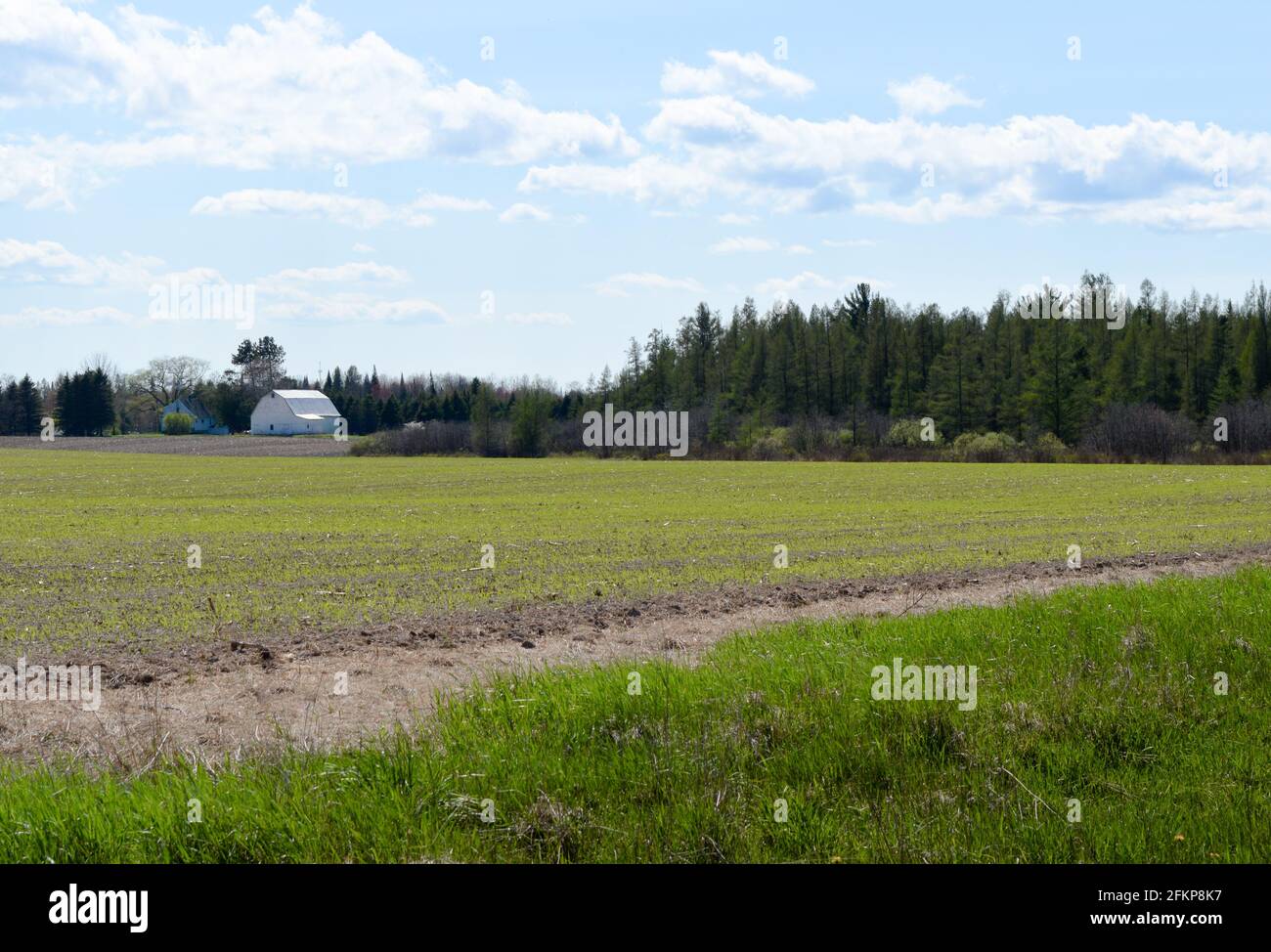 Frisch gepflanzter Platz mit White Barn im Hintergrund, Lake City, Michigan Stockfoto