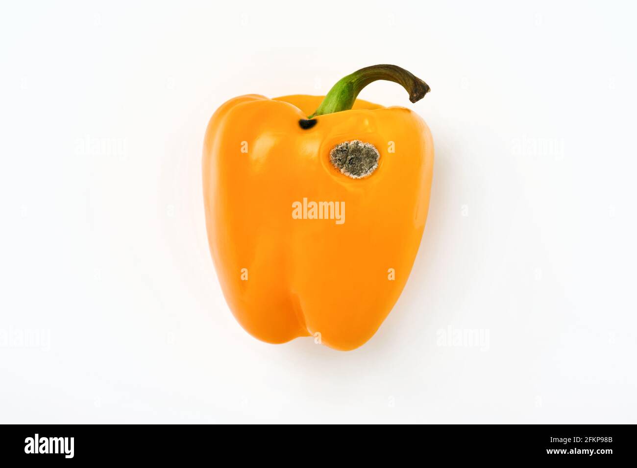 Schimmelige und faltige verfaulte gelbe Paprika. Konzept der ungesunden, zersetzenden, verdorbenen Gemüse. Müllhalde verfaulte Lebensmittel isoliert auf weißem Hintergrund. Stockfoto