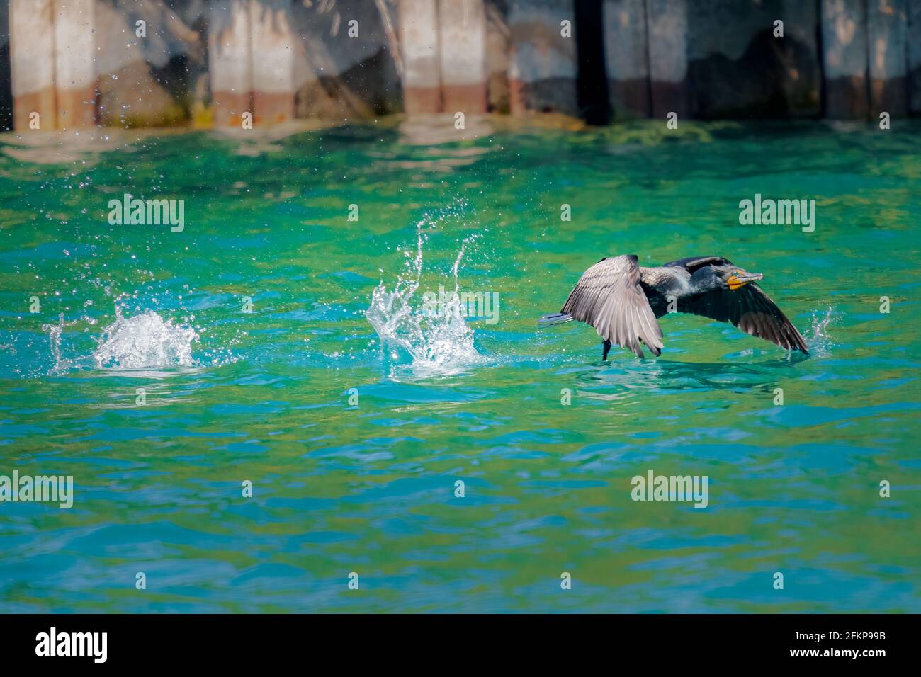 Ein föderal gebänderter zweireihiger Kormoran fliegt vom Schifffahrtskanal, der Green Bay mit dem Lake Michigan in der Nähe von Sturgeon Bay WI verbindet. Stockfoto