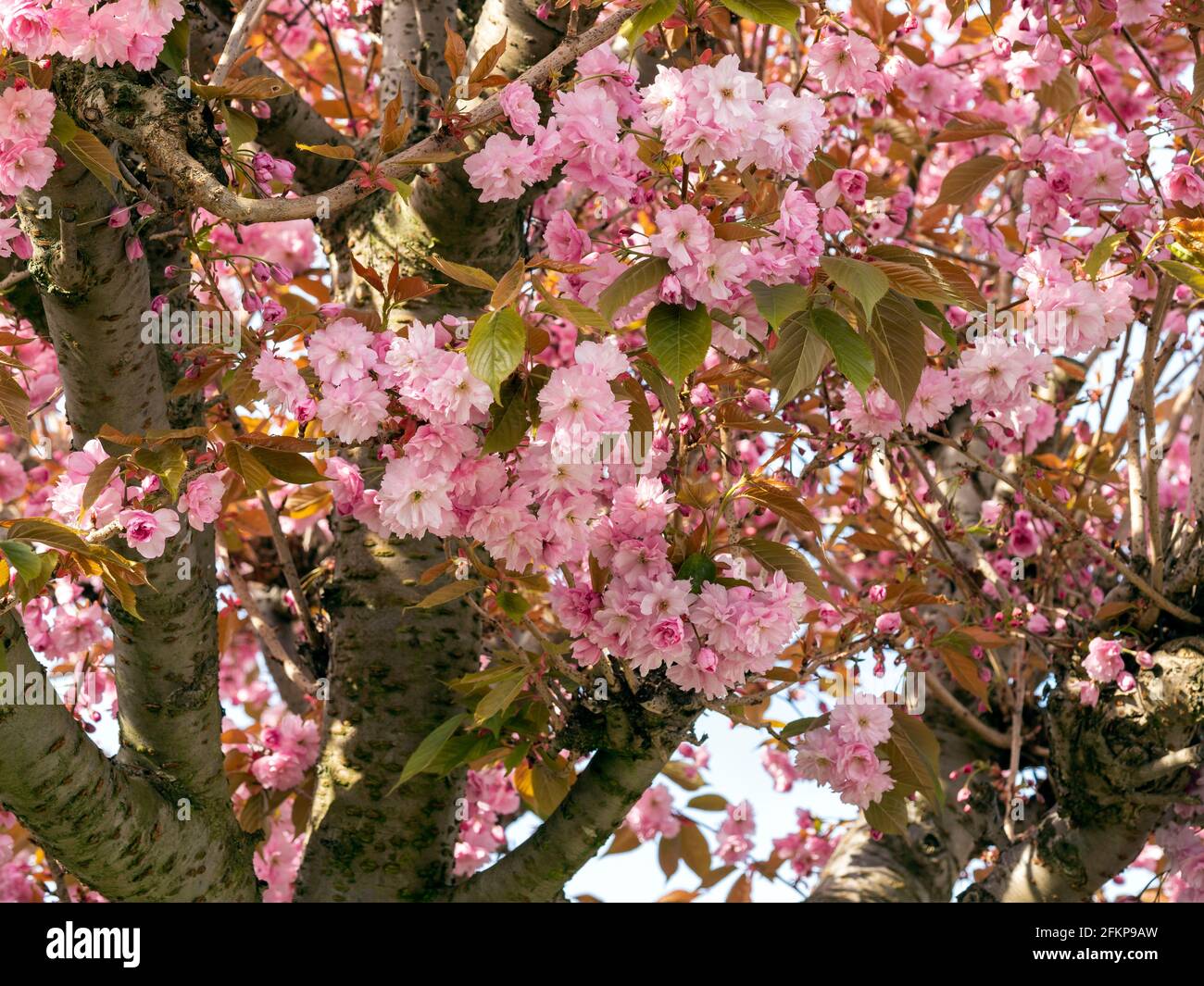 Kirschbaum mit rosa Blüten im Frühling Stockfoto