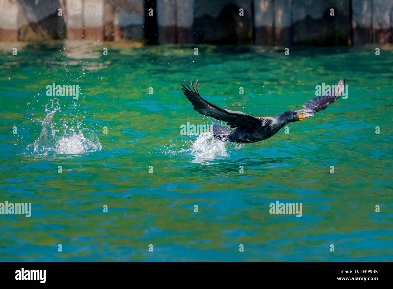 Ein föderal gebänderter zweireihiger Kormoran fliegt vom Schifffahrtskanal, der Green Bay mit dem Lake Michigan in der Nähe von Sturgeon Bay WI verbindet. Stockfoto