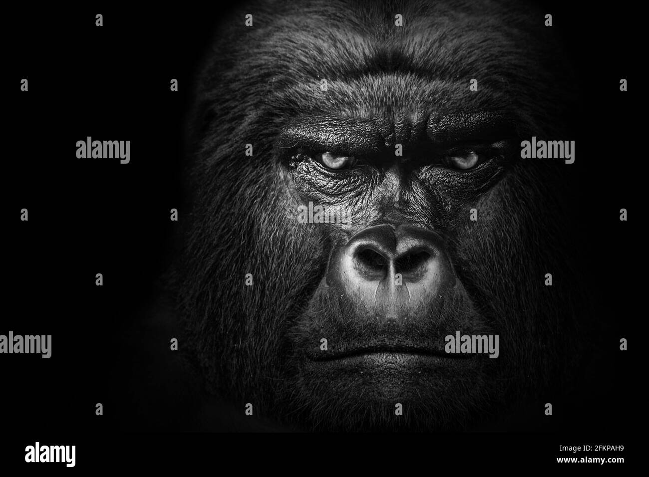 Gorilla Säugetier Tier, schwarz weiße Tierwelt Stockfoto