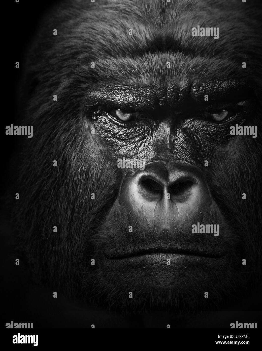 Gorilla Säugetier Tier, schwarz weiße Tierwelt Stockfoto