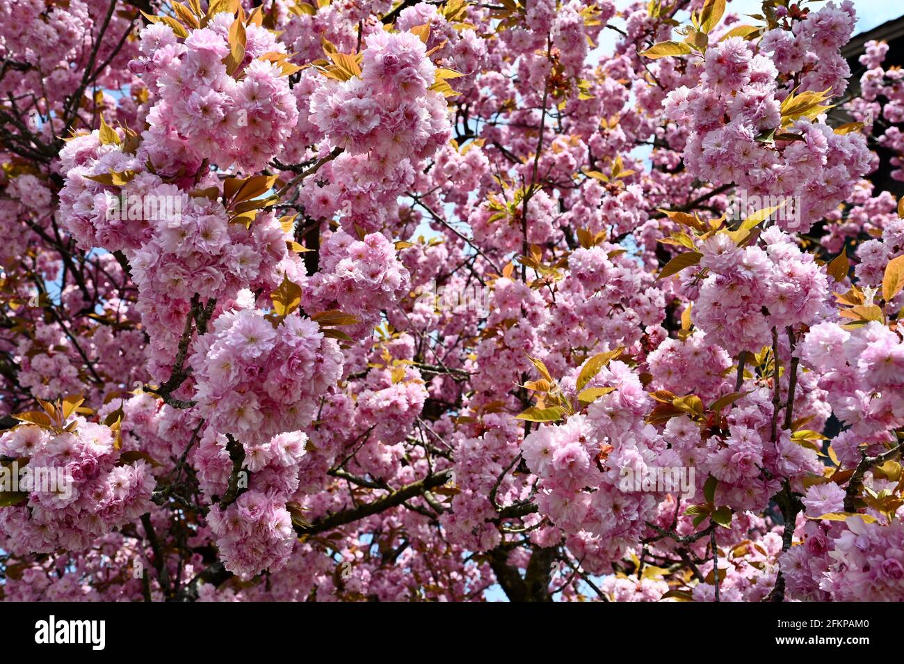 Herrlich blühender Mandelbaum im Frühling mit typisch rosa Blüten Stockfoto