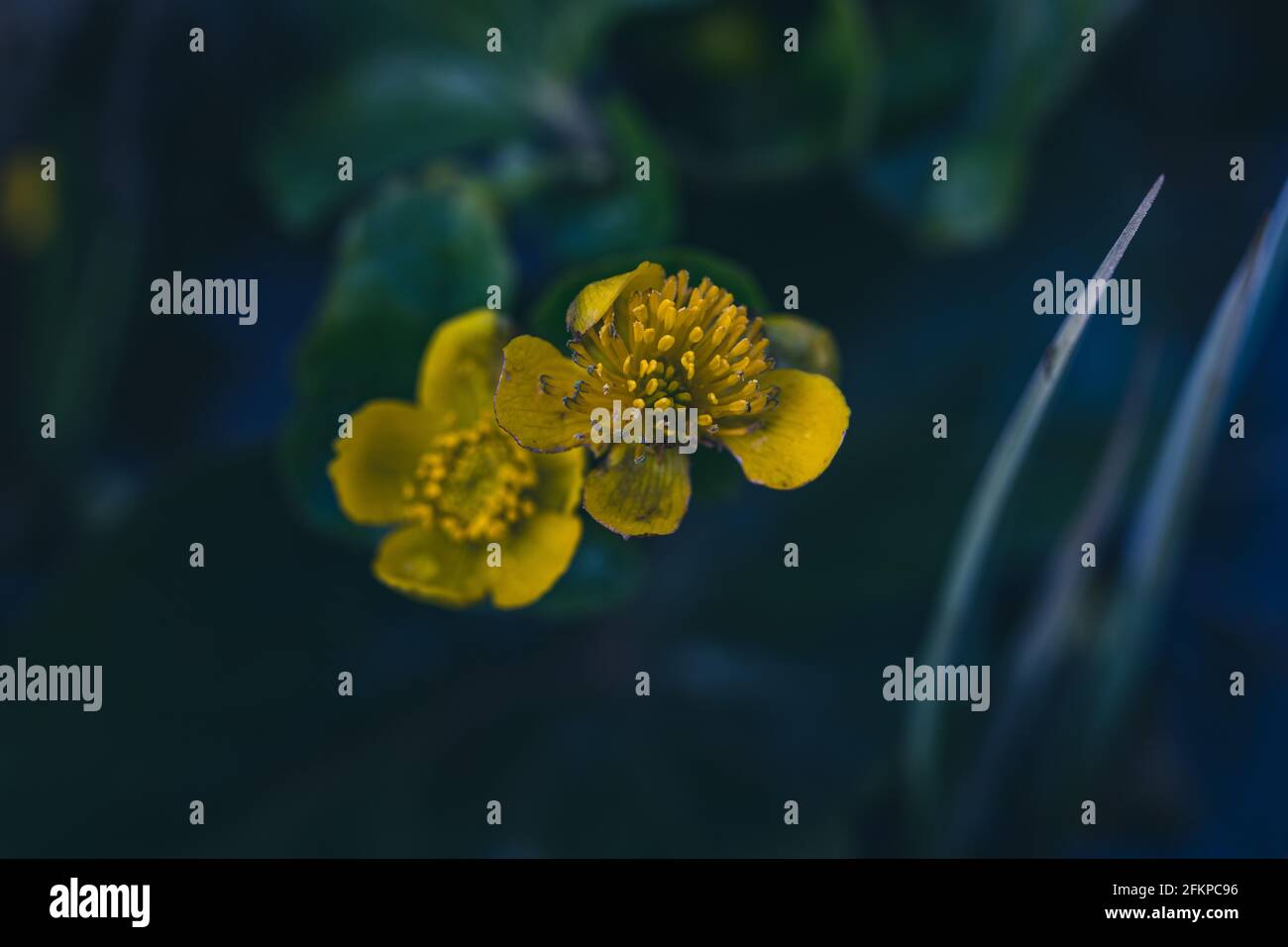 Caltha palustris, bekannt als Sumpf-Ringelblume und Königspelz, ist eine kleine bis mittelgroße Staude-Pflanze der Butterblume Familie Stockfoto