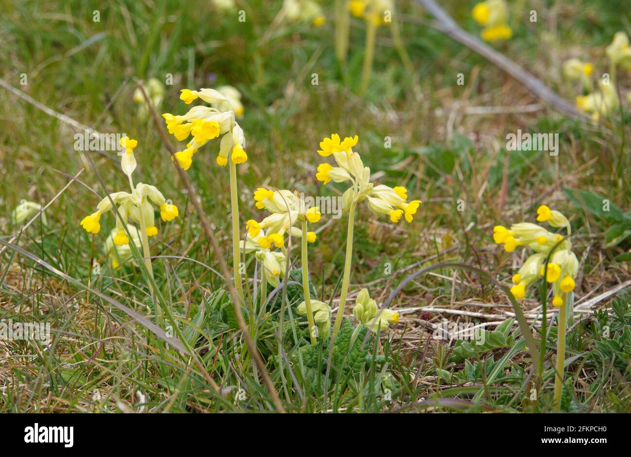 Leuchtend gelbe Frühlingscowslips, die wild auf offenen Wiesen wachsen Salisbury Plain militärisches Trainingsgebiet Stockfoto