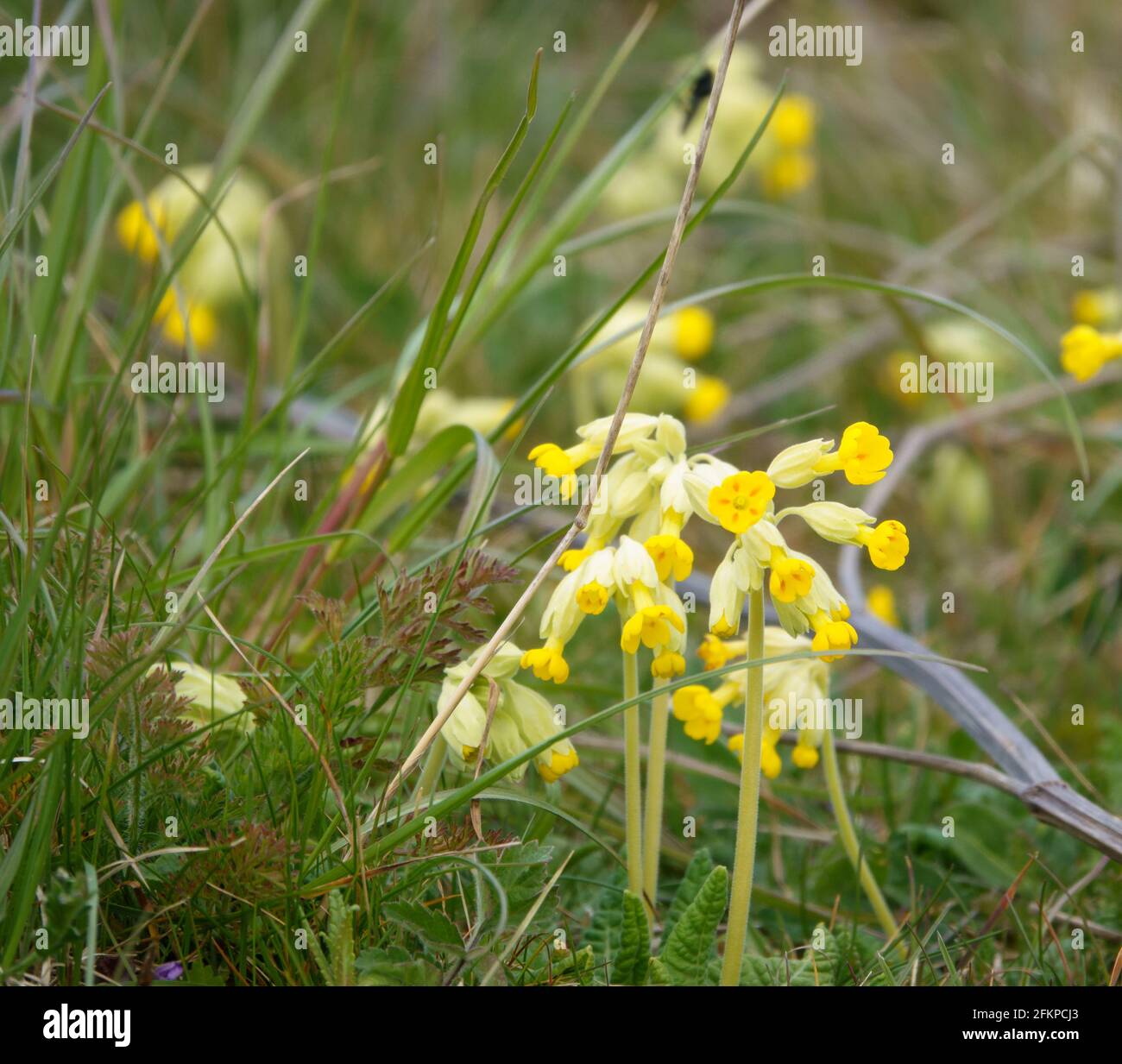 Leuchtend gelbe Frühlingscowslips, die wild auf offenen Wiesen wachsen Salisbury Plain militärisches Trainingsgebiet Stockfoto