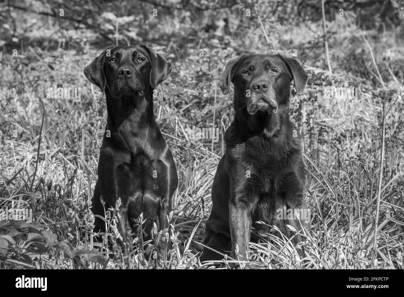 Labradors in Bluebells und Wasser Stockfoto