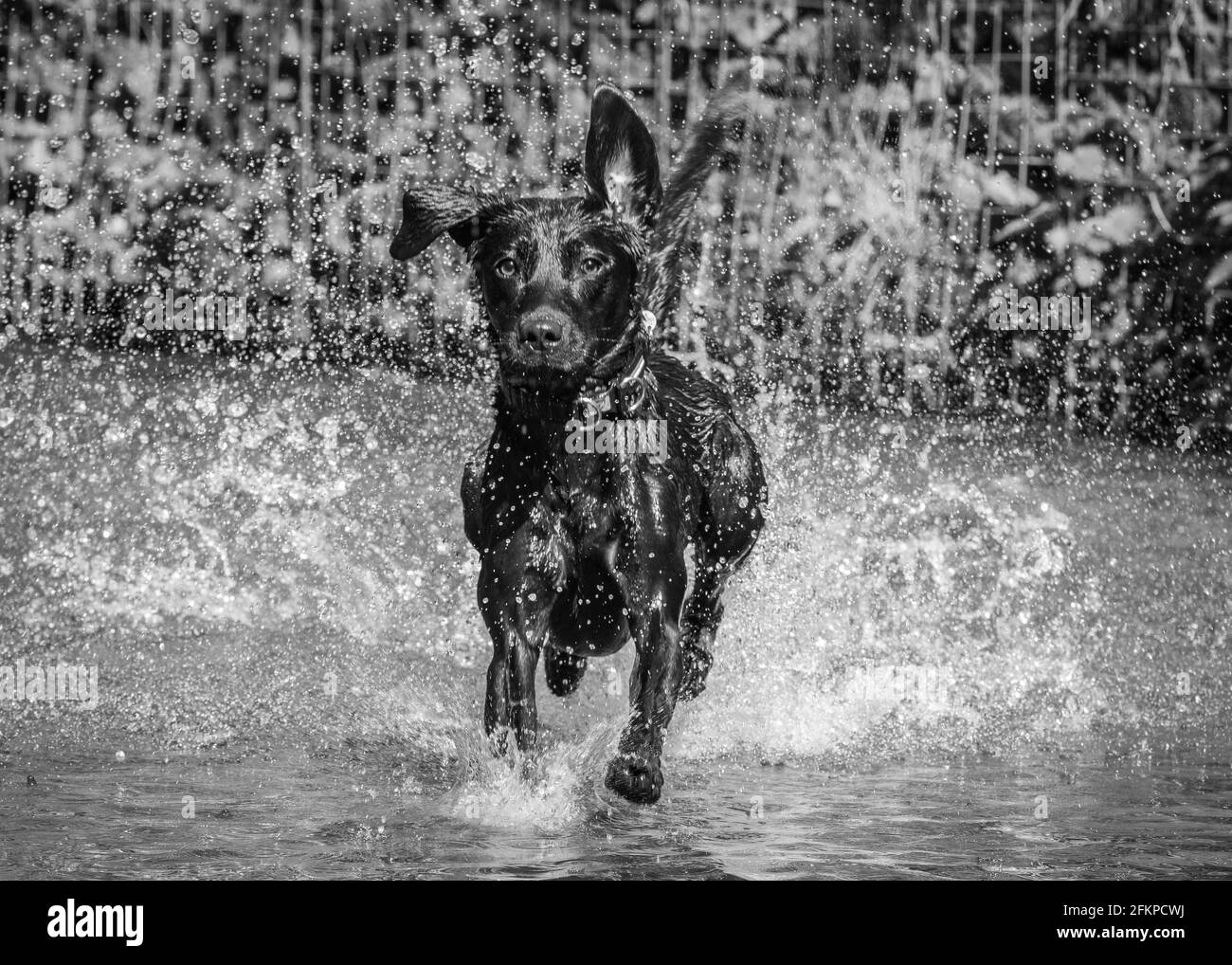 Labradors in Bluebells und Wasser Stockfoto