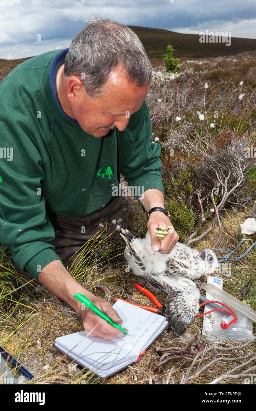 Martin Davison, Ornithologe der Forstwirtschaftskommission, Aufzeichnung von Details des neu beringten Wanderschnecks (Falco peregrinus), Northumberland National Park, Stockfoto