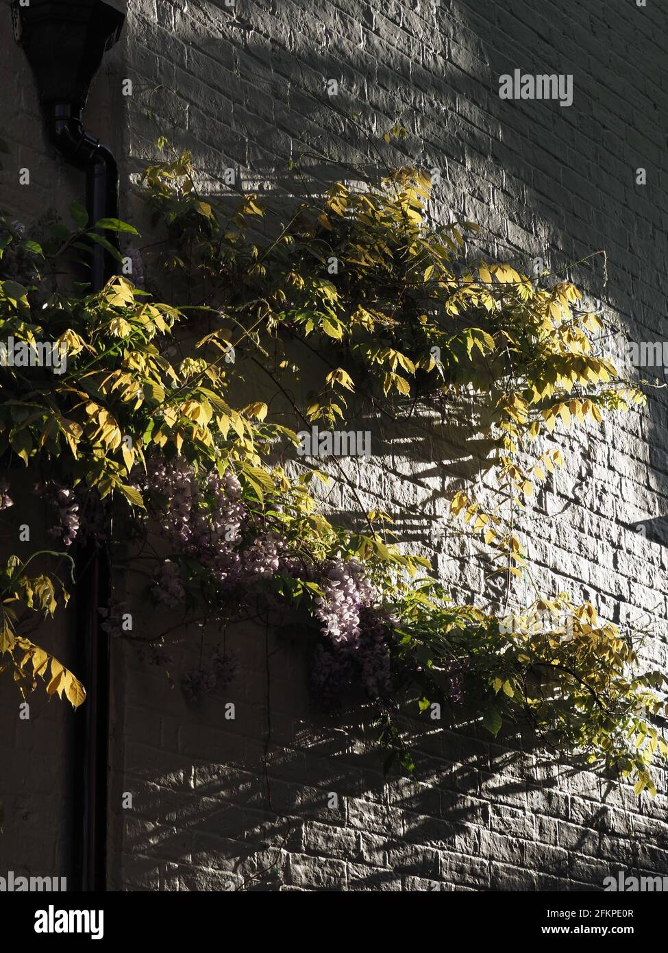 Wisteria Rebe mit Blumen wächst auf weißen Wand mit dramatischen Richtungsbeleuchtung Stockfoto