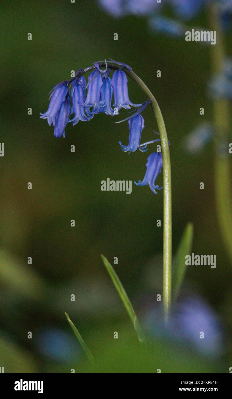 Glockenblumen Stockfoto