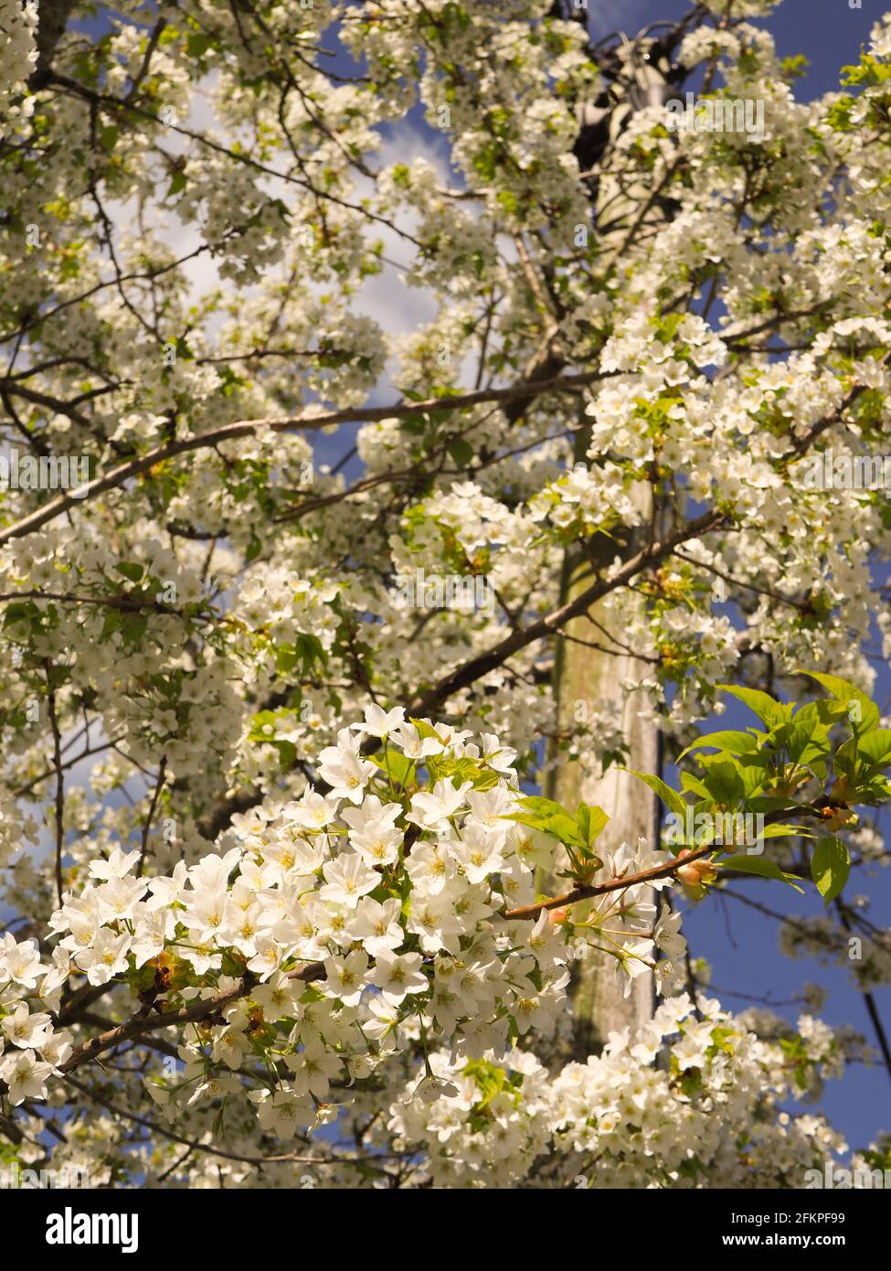 Nahaufnahme einer schönen frischen Apfelblüte auf einem Baum in Feder Stockfoto