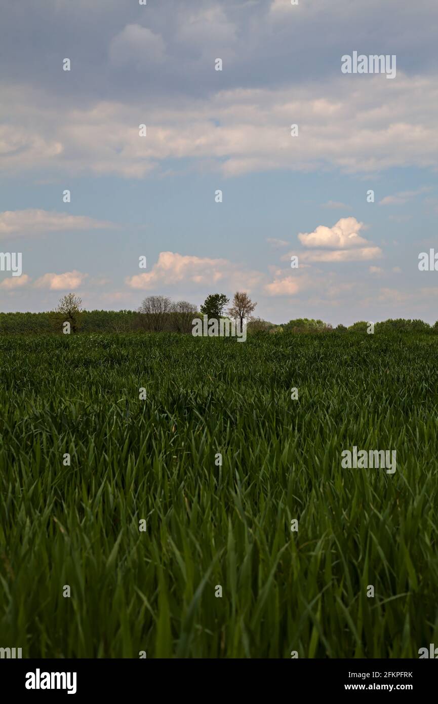 Feld von Mais in der frühen Phase des Wachstums auf einem Klarer Tag im Frühling Stockfoto