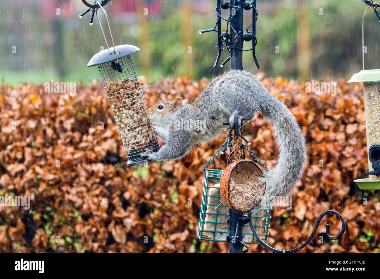 Grauhörnchen Sciuridae Fütterung Nahrung aus einem Vogelfutterhäuschen nehmen In einem englischen Garten Stockfoto