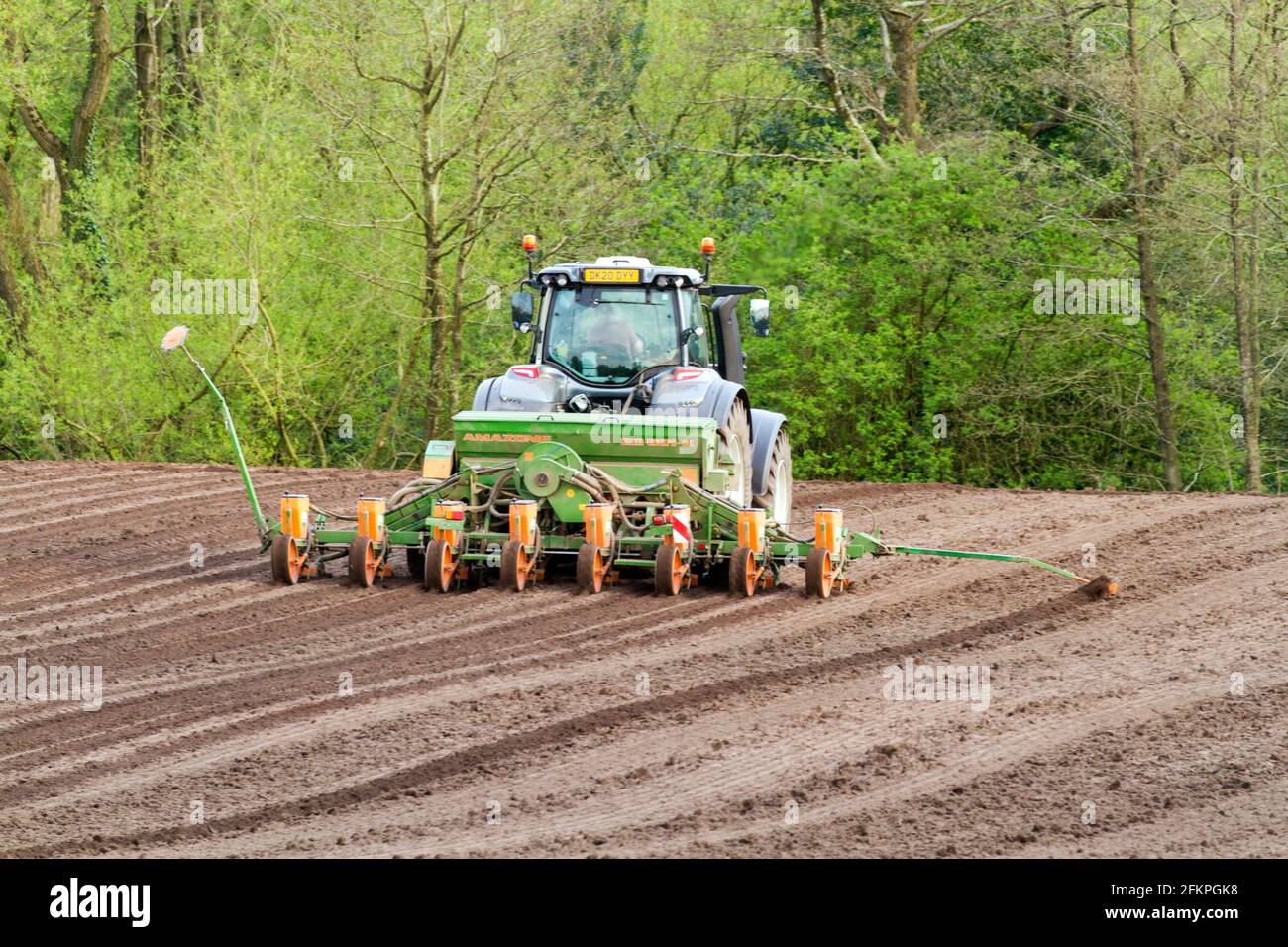 Traktor und Saatbohrung Aussaat Labyrinth Süßmais Samen auf Ackerland In der englischen Landschaft Stockfoto