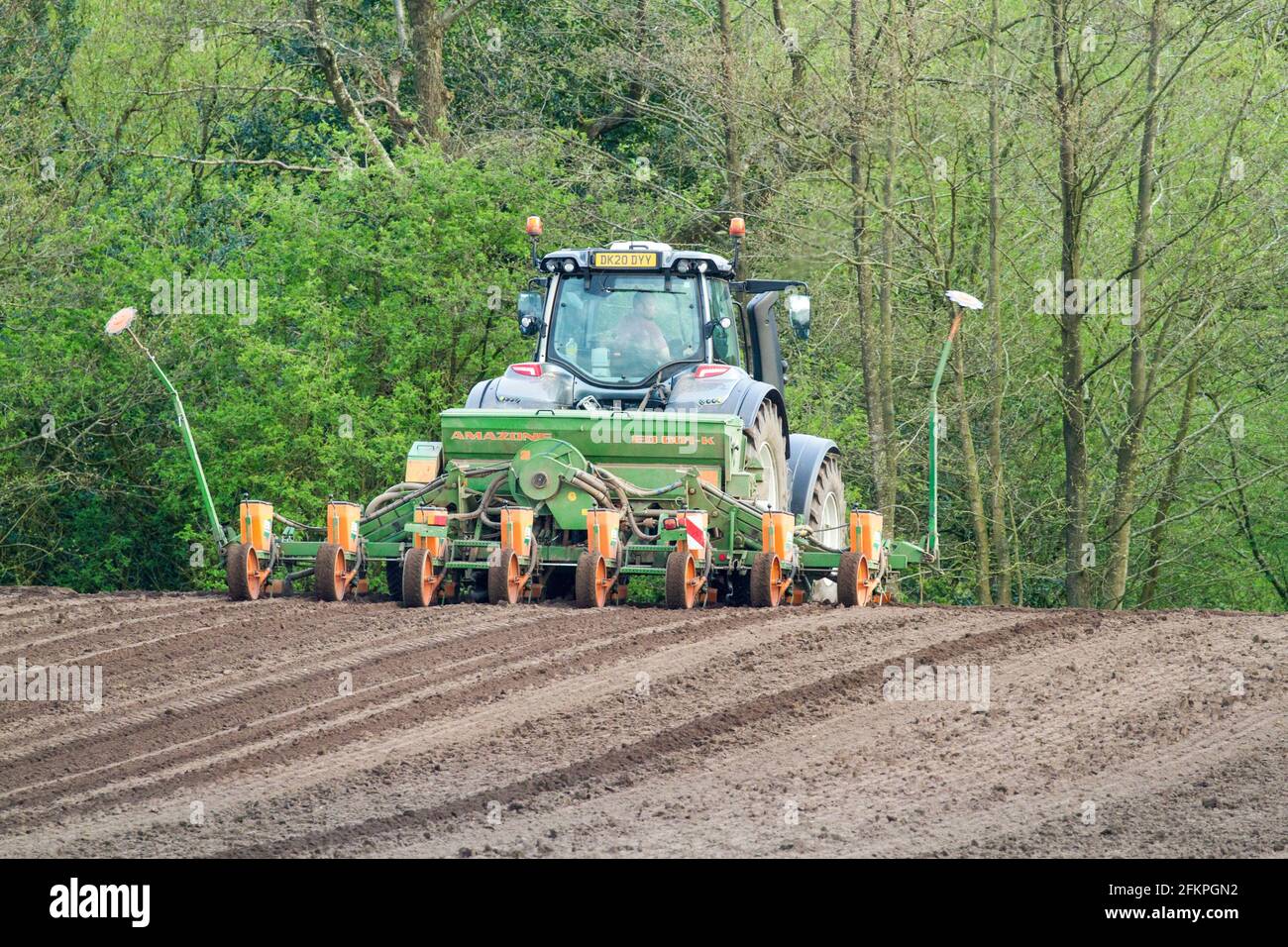 Traktor und Saatbohrung Aussaat Labyrinth Süßmais Samen auf Ackerland In der englischen Landschaft Stockfoto
