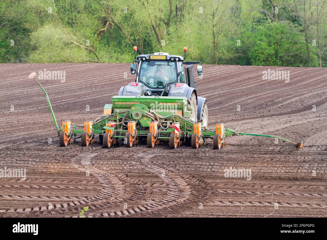 Traktor und Saatbohrung Aussaat Labyrinth Süßmais Samen auf Ackerland In der englischen Landschaft Stockfoto