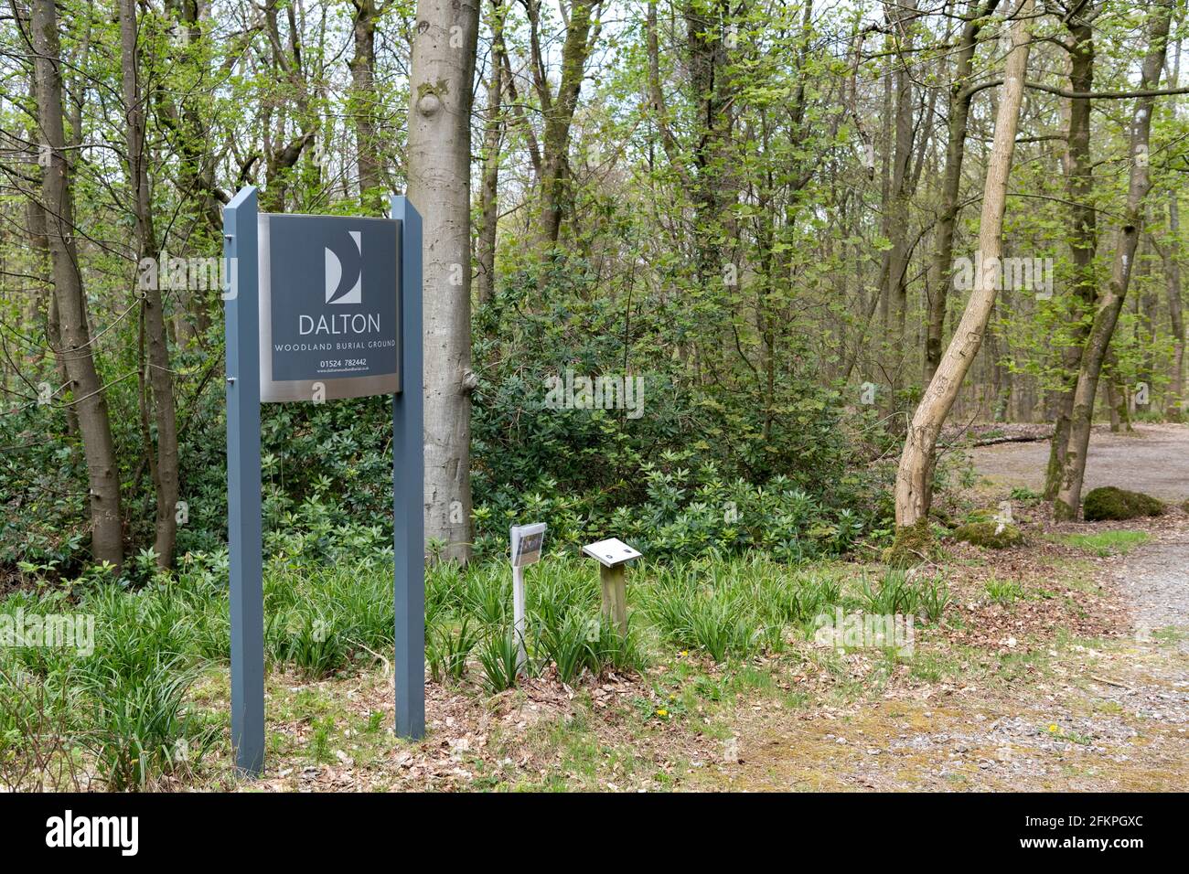 Waldbestattung in Cumbria, Großbritannien. Stockfoto