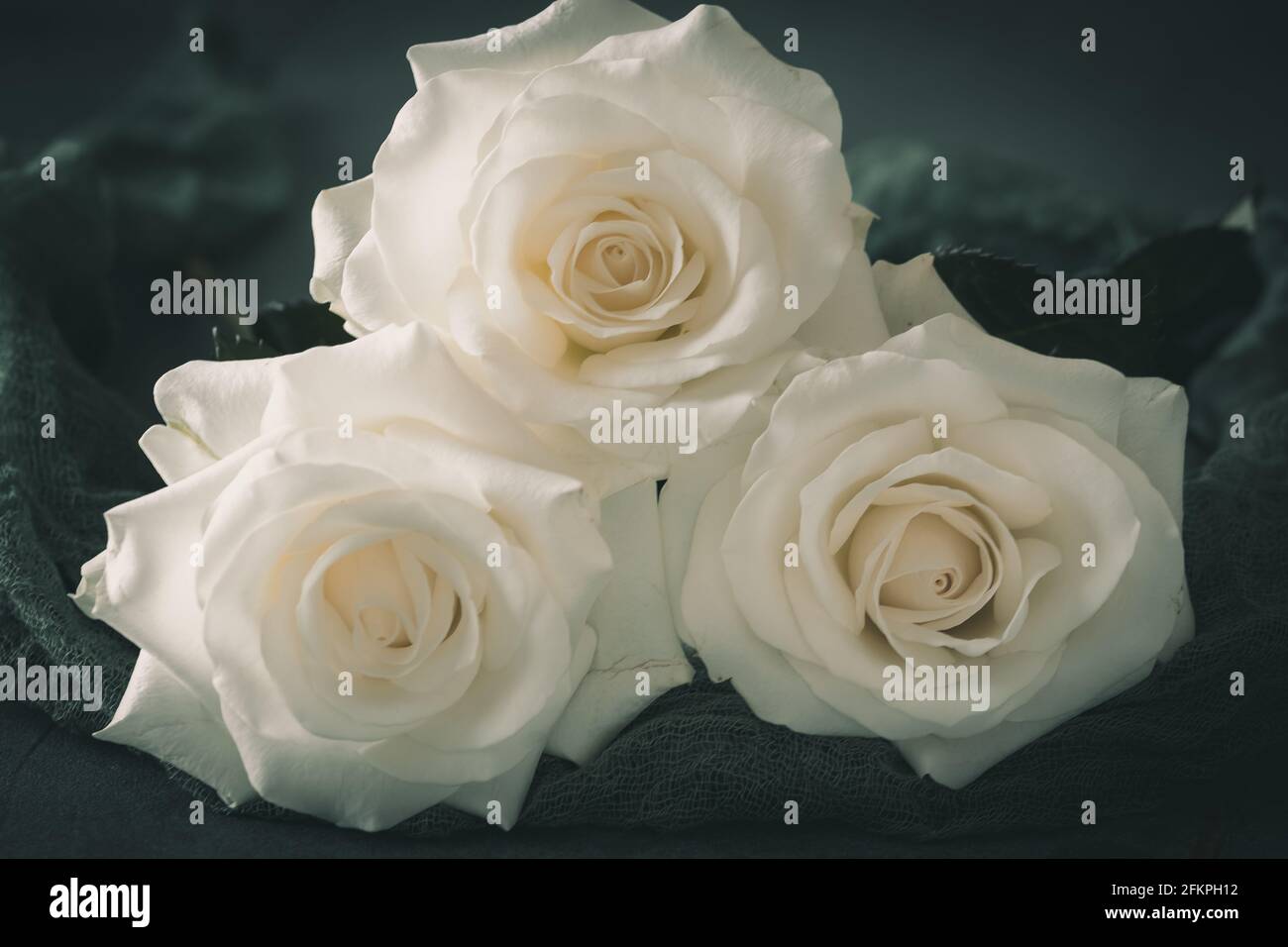 Drei weiße Rosen blühen auf grünem Hintergrund. Symbol für Liebe und Glück,  aber auch für Trauer Stockfotografie - Alamy