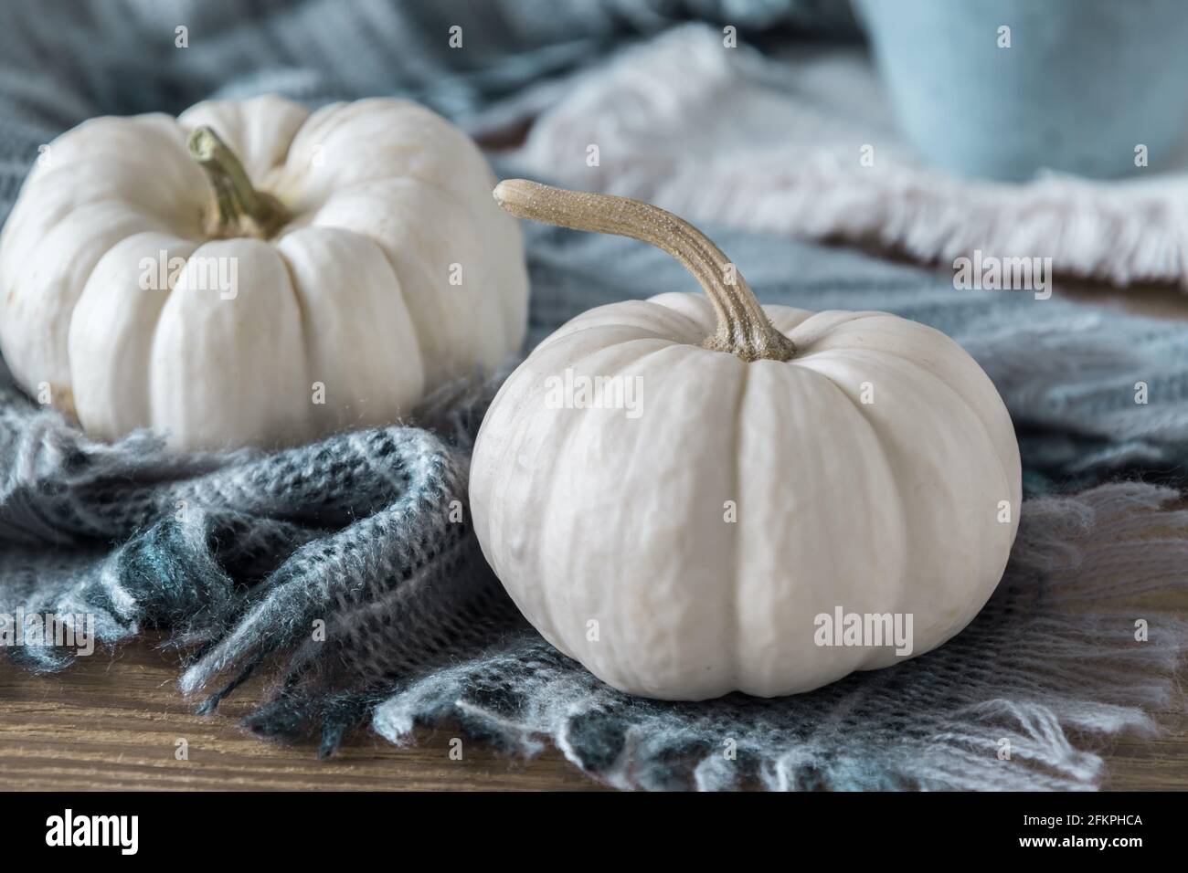 Zwei weiße Mini-Kürbisse mit einem Wollschal auf einem Holztisch, Herbstdeko Stockfoto