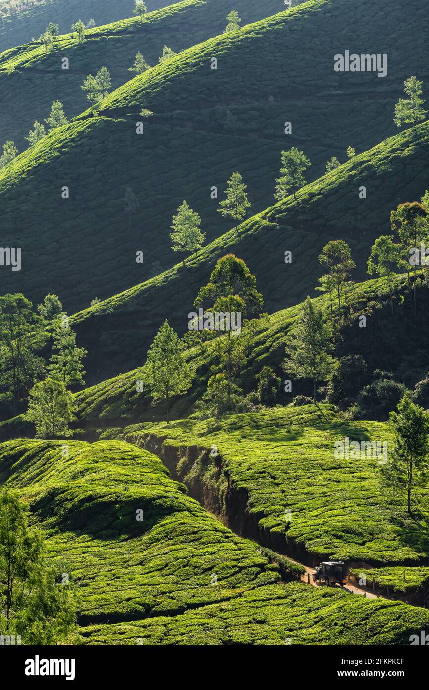 Teeplantagen Landschaft mit einem Auto durch in Munnar, Indien Stockfoto