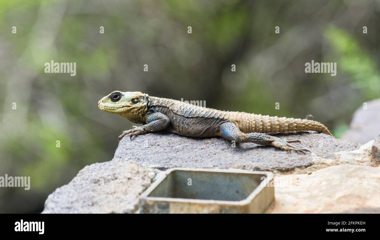 Roughtail Rock Agama, Stellagama Stellio, Laudakia Stellio, Libanon Stockfoto