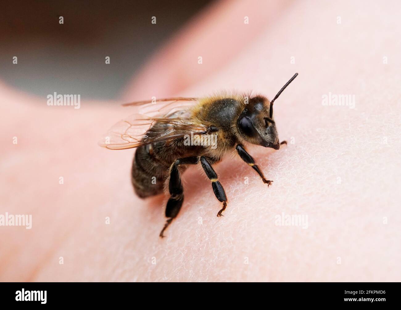 Dunkle Biene sitzt auf einer Hand. Nahaufnahme von Insekten. APIs mellifera. Makrofotografie. Stockfoto