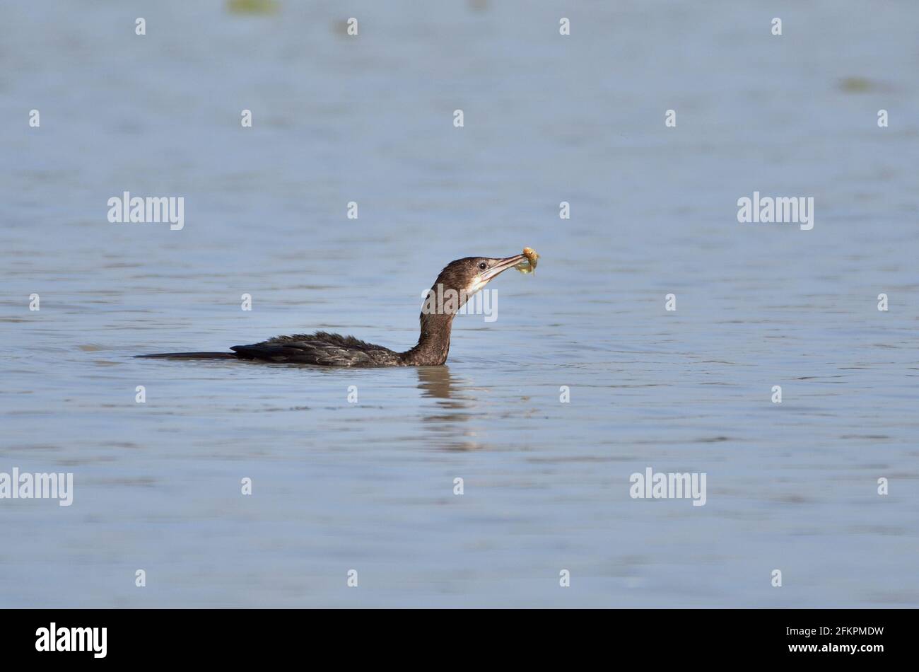 Ein kleiner Kormoran-Vogel fängt Fische im Feuchtgebiet Stockfoto