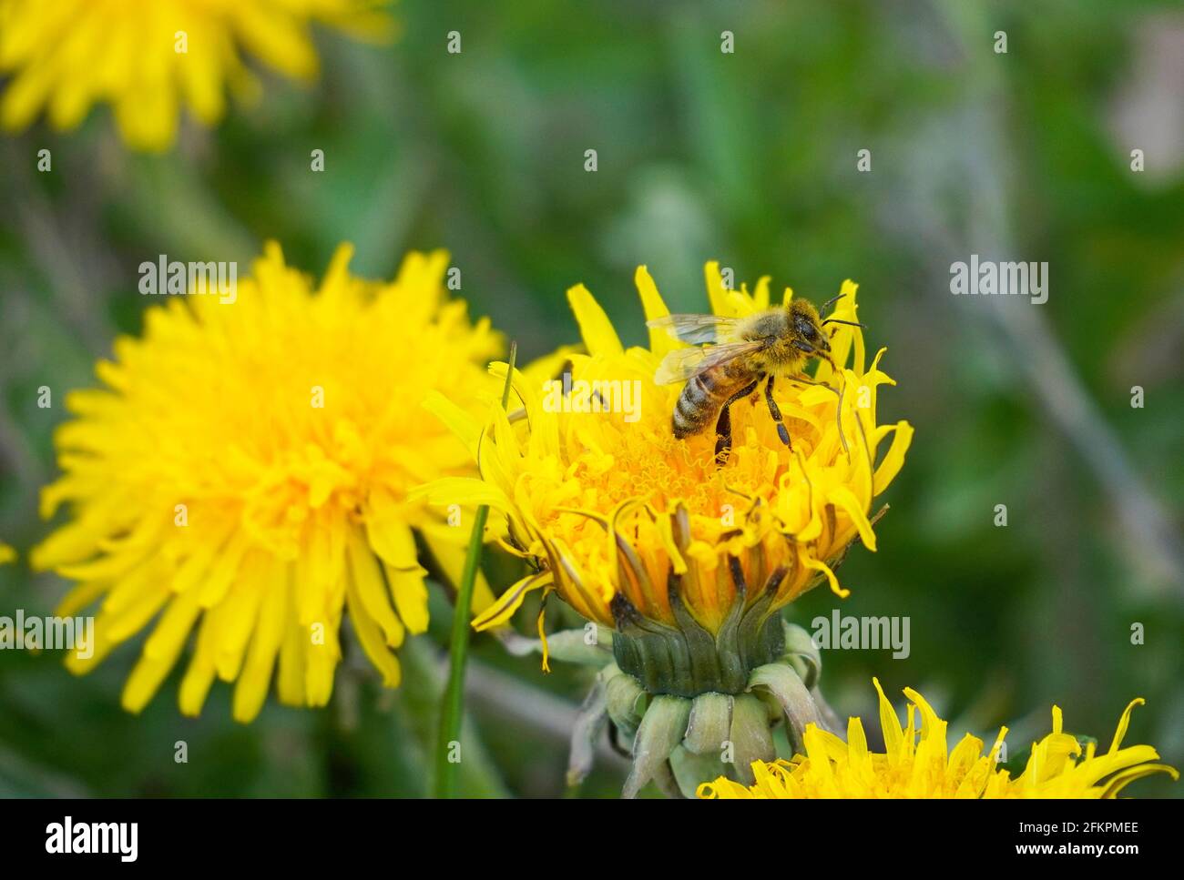 Die Biene sammelt Nektar und Pollen auf einer gelben Dandelionenblume. Insekten mit Flügeln. APIs mellifera. Grüner Hintergrund einer Wiese. Stockfoto