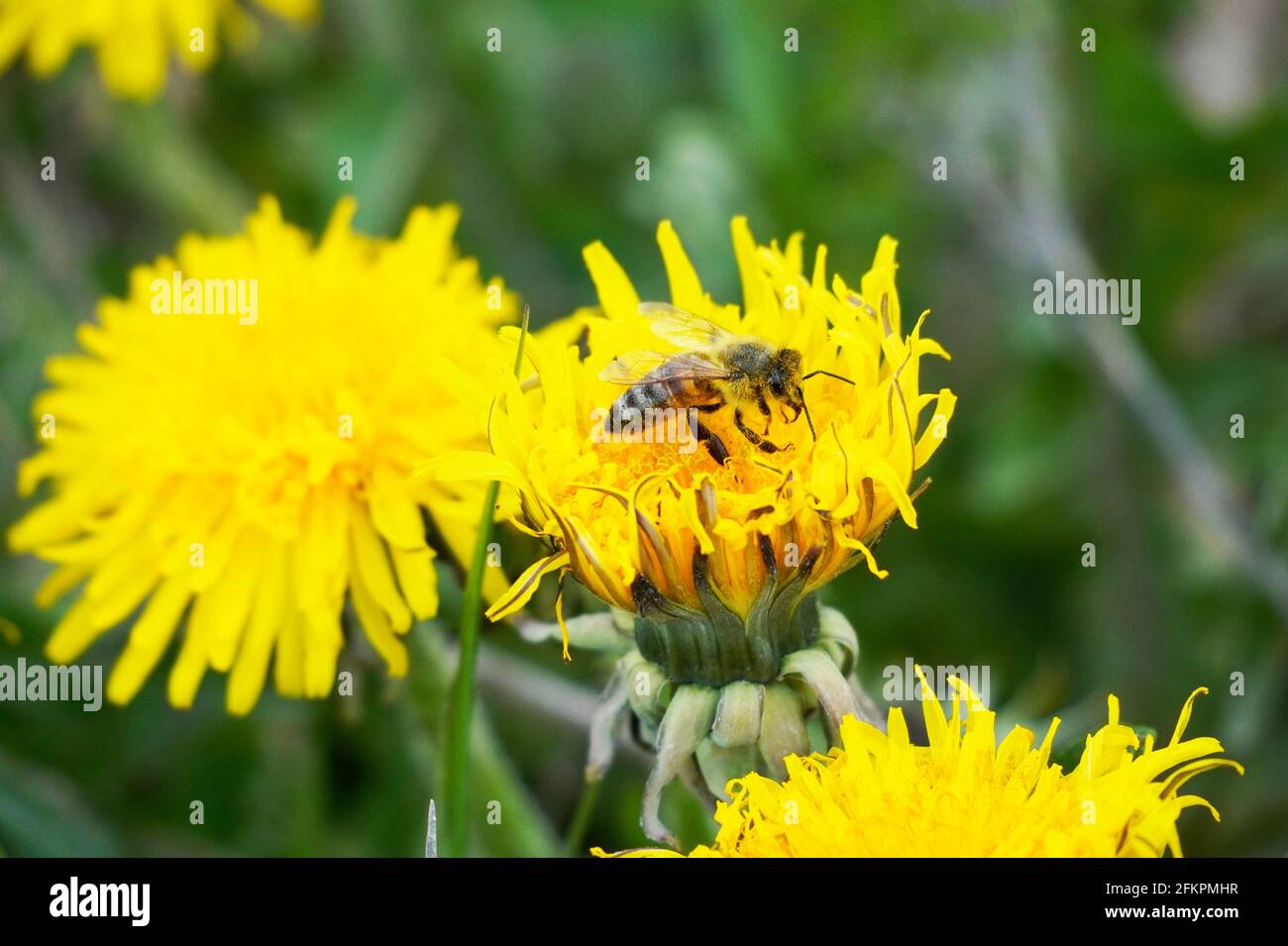 Die Biene sammelt Nektar und Pollen auf einer gelben Dandelionenblume. Insekten mit Flügeln. APIs mellifera. Grüner Hintergrund einer Wiese. Stockfoto