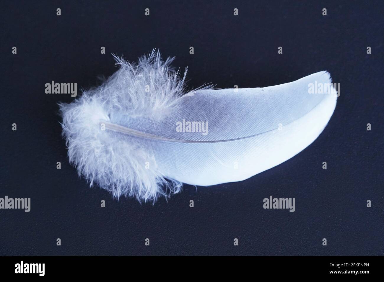 Eine weiße Feder auf schwarzem Hintergrund. Nahaufnahme einer Taubenfeder. Details einer Vogelfeder. Leicht und weich. Stockfoto