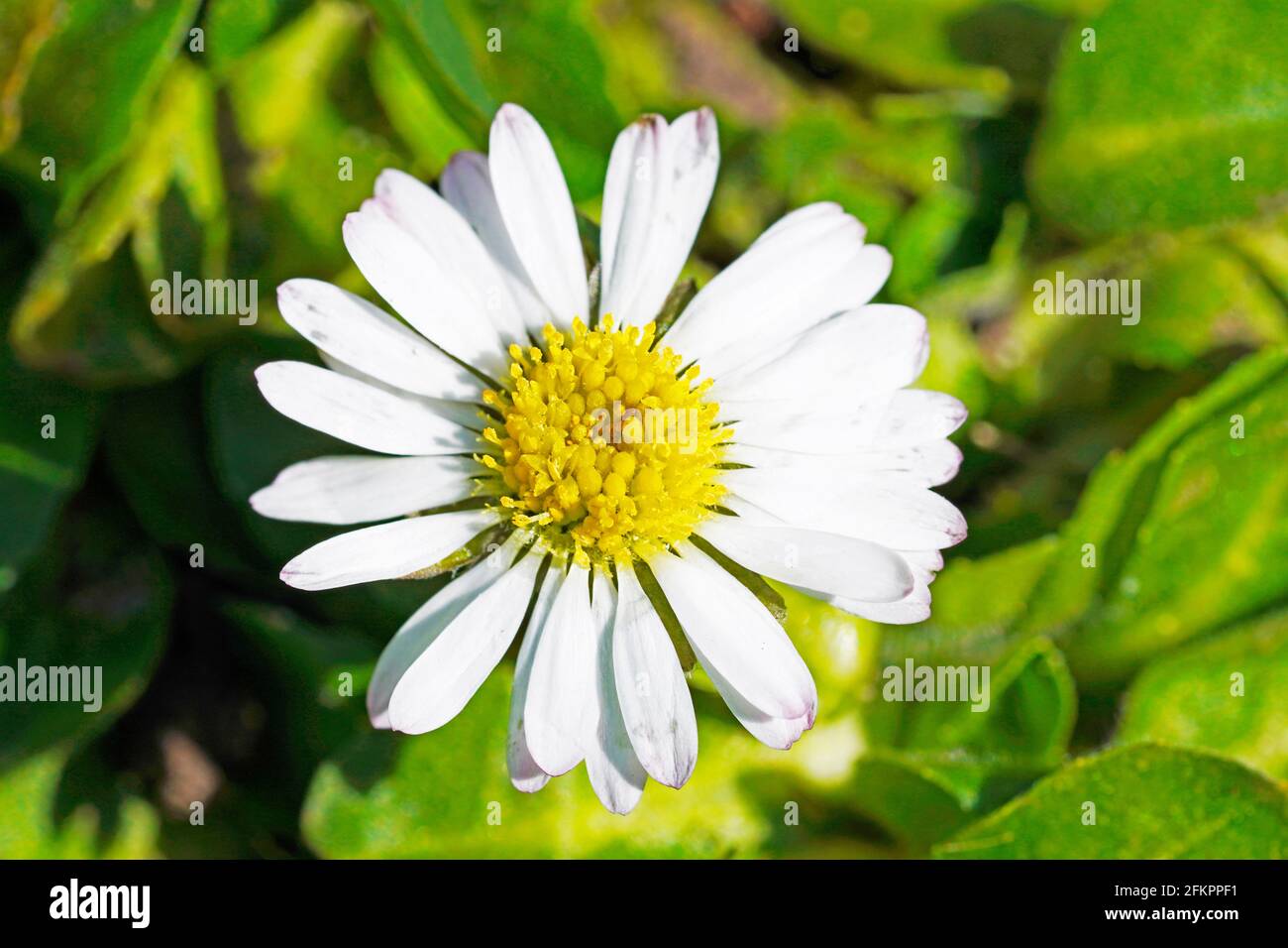 Kleine Gänseblümchen in Nahaufnahme auf einer grünen Wiese. Blume mit weißen Blütenblättern und gelben Pollen. Bellis perennis Stockfoto