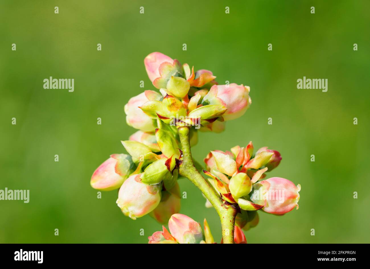 Nahaufnahme der Blüte einer Heidelbeere im Frühling. Knospen auf einem Fruchtbusch. Blühende Pflanzen. Grüner Hintergrund. Stockfoto