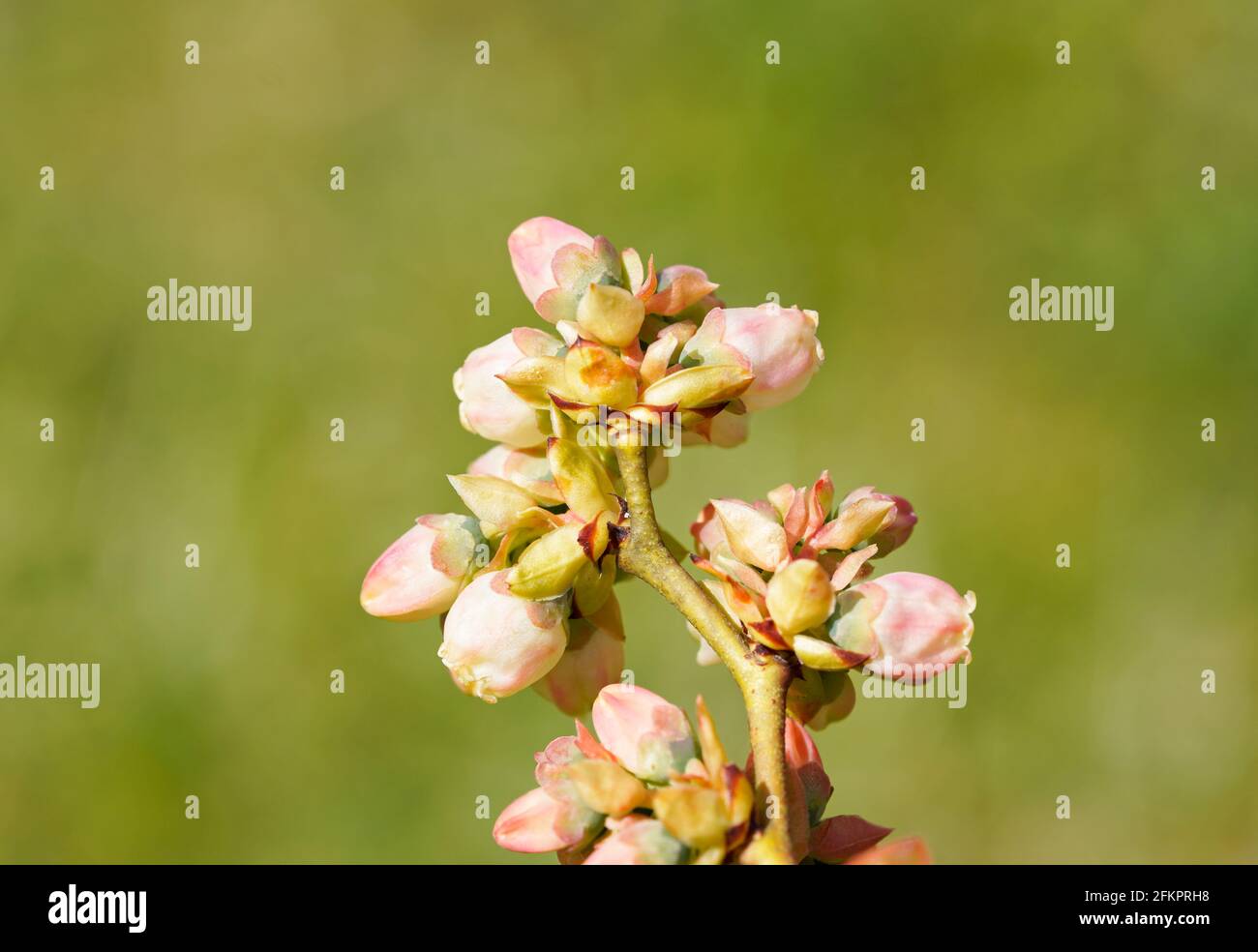 Nahaufnahme der Blüte einer Heidelbeere im Frühling. Knospen auf einem Fruchtbusch. Blühende Pflanzen. Grüner Hintergrund. Stockfoto