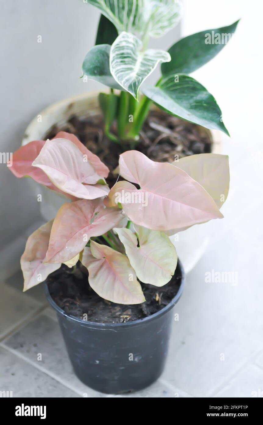 Syngonium, Syngonium Hybrid Pink oder Syngonium Pink und Philodendron birkin  Pflanze Stockfotografie - Alamy