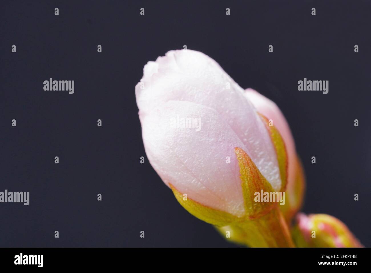 Feine rosa Blüten einer japanischen blühenden Kirsche. Geschlossene Blume mit schwarzem Hintergrund. Makrofotografie mit Blumenmuster. Detailliertes Foto. Stockfoto