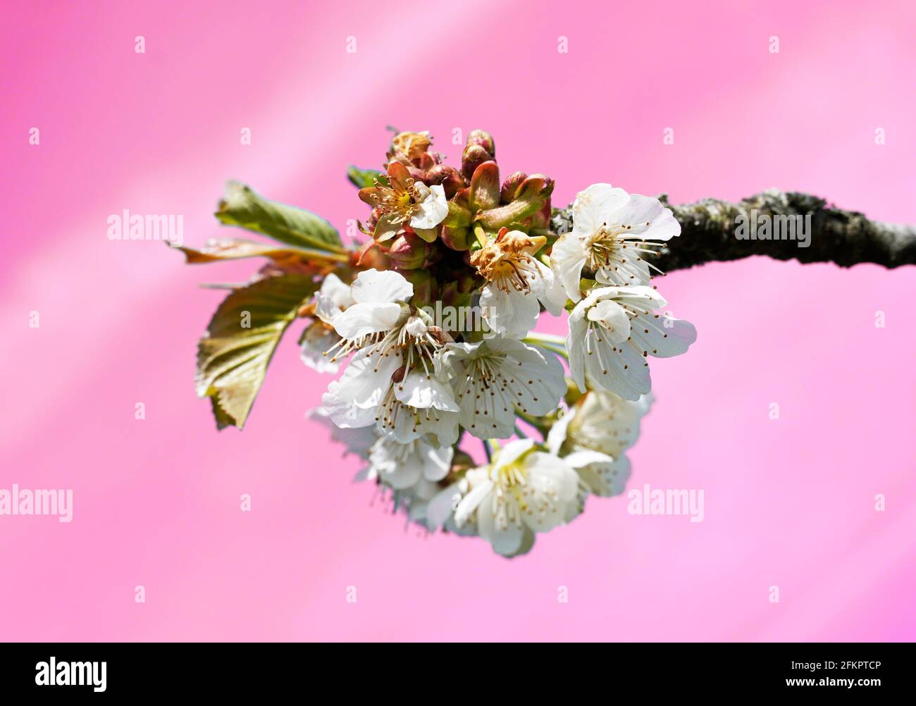 Weiße Kirsche blüht im Frühling. Rosa Hintergrund. Nahaufnahme eines blühenden Obstbaums. Stockfoto