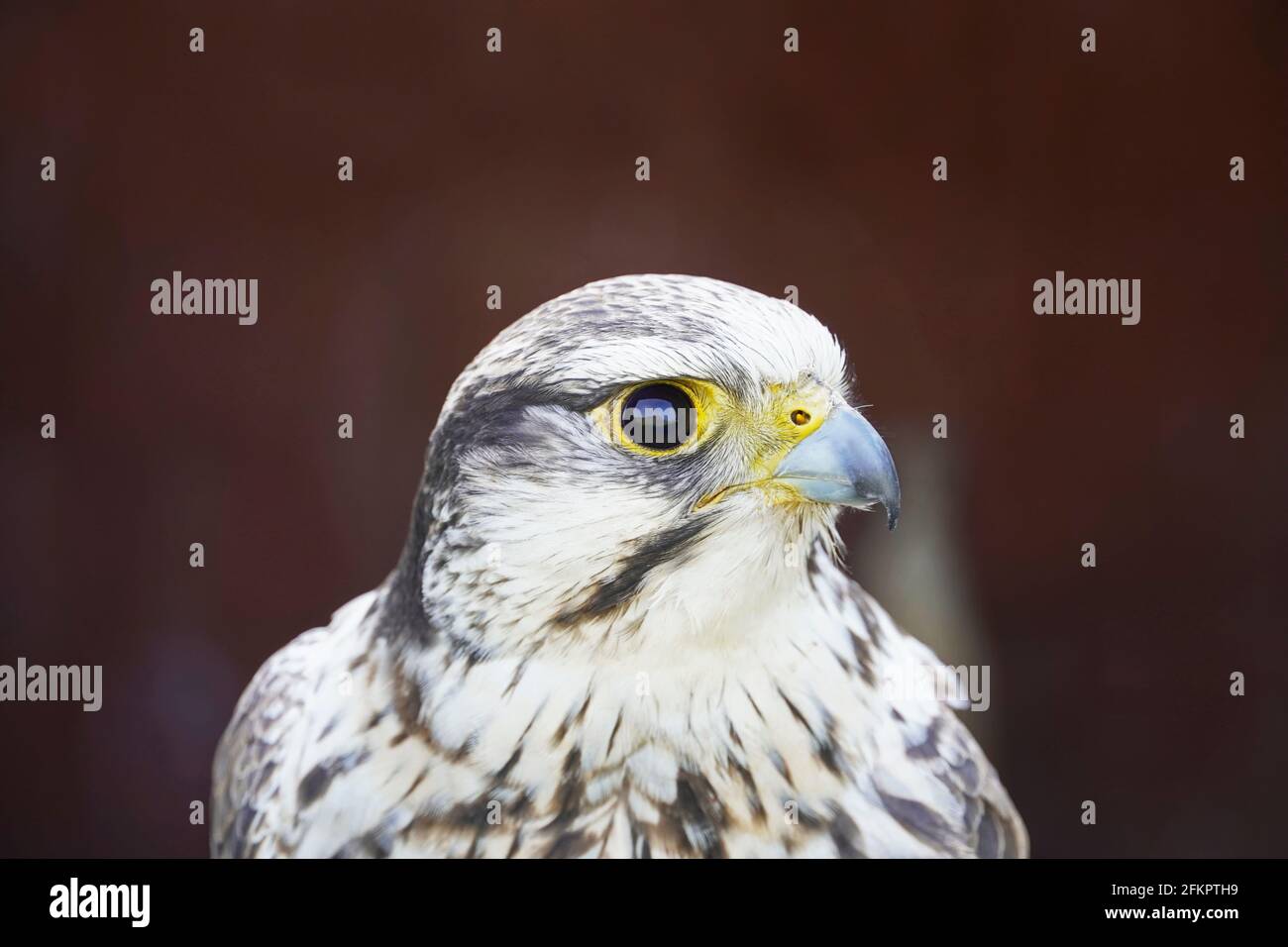 Nachzügler Falke in Nahaufnahme. Porträt eines Greifvogels mit schwarz-weißem Gefieder. Falco-Jongliermaschine. Dunkler Hintergrund. Stockfoto