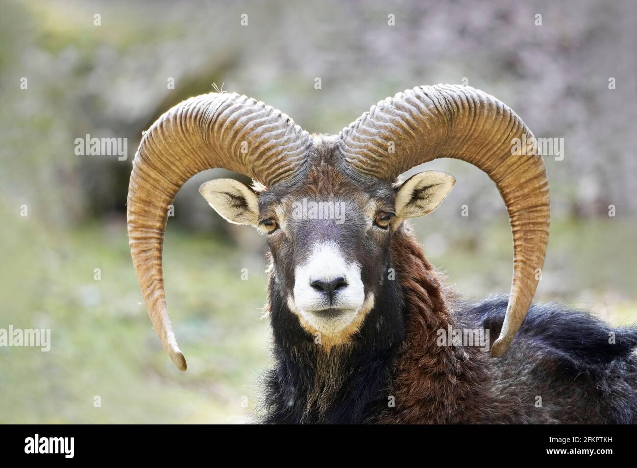 Mufflon mit schönen gebogenen Hörnern schaut auf die Kamera. Porträt eines Tieres. Säugetiere. Ovis gmelini musimon Stockfoto