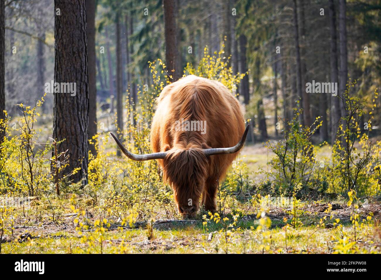 Schottisches Hochlandrind, Bos taurus taurus. Alte Rasse von Rindern aus Schottland mit langem Fell. Pflanzenfresser, Huftiere und gesellige Tiere. Stockfoto