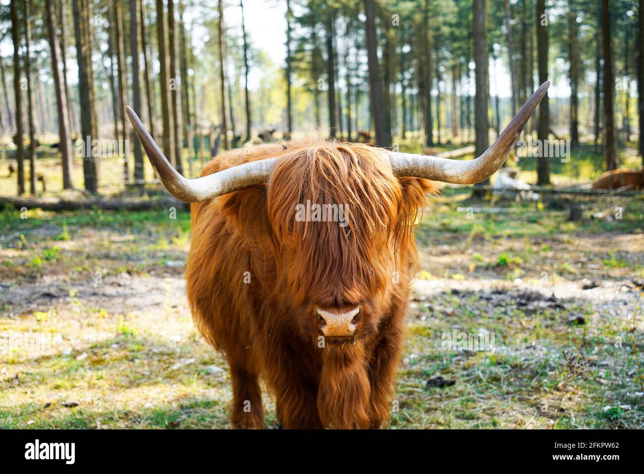 Schottisches Hochlandrind, Bos taurus taurus. Alte Rasse von Rindern aus Schottland mit langem Fell. Pflanzenfresser, Huftiere und gesellige Tiere. Stockfoto