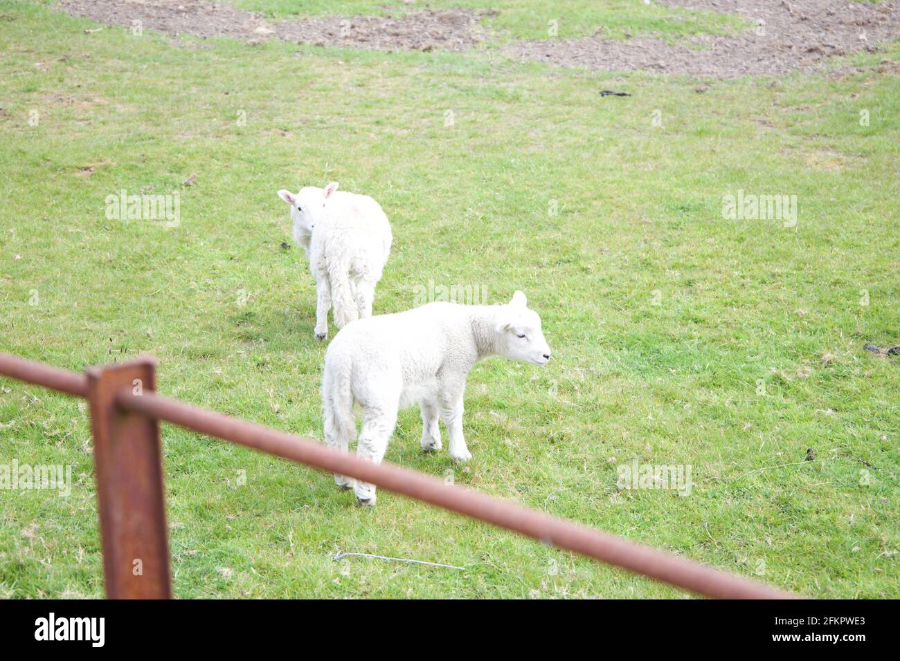 Schafe hinter einem rostigen Zaun in Wales Stockfoto