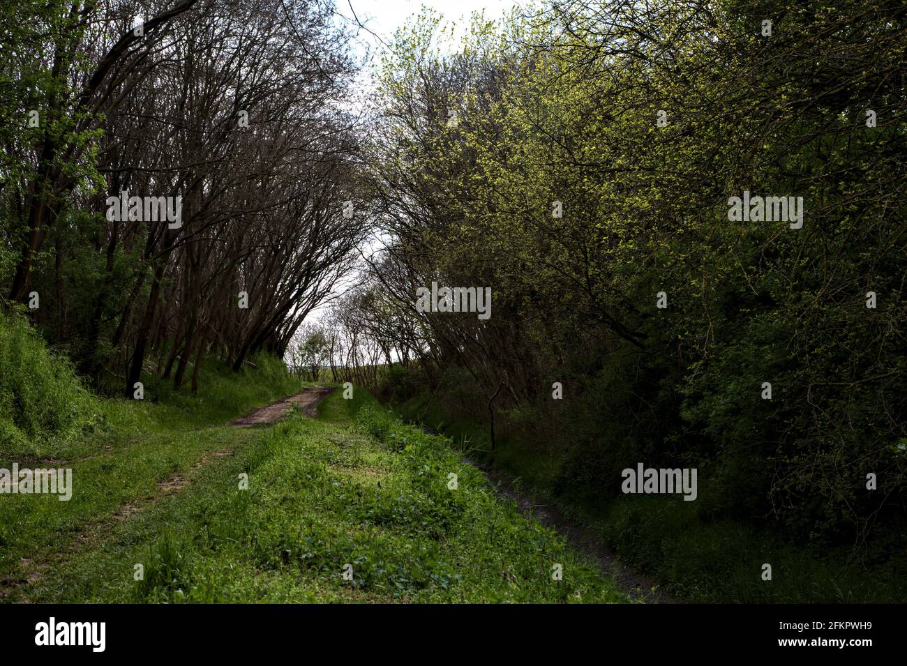 Schotterweg in einem Hain mit Bäumen, die sich darüber wölben In der italienischen Landschaft Stockfoto