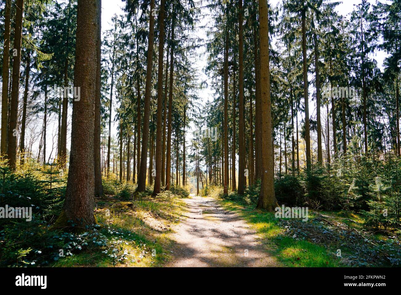 Wald bei Oerlinghausen, Nordrhein-Westfalen. Natürliche Waldfläche in Deutschland. Wandern in der Natur. Landschaft im Frühling. Stockfoto