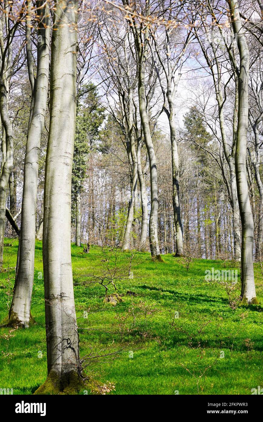 Wald bei Oerlinghausen, Nordrhein-Westfalen. Natürliche Waldfläche in Deutschland. Wandern in der Natur. Landschaft im Frühling. Stockfoto