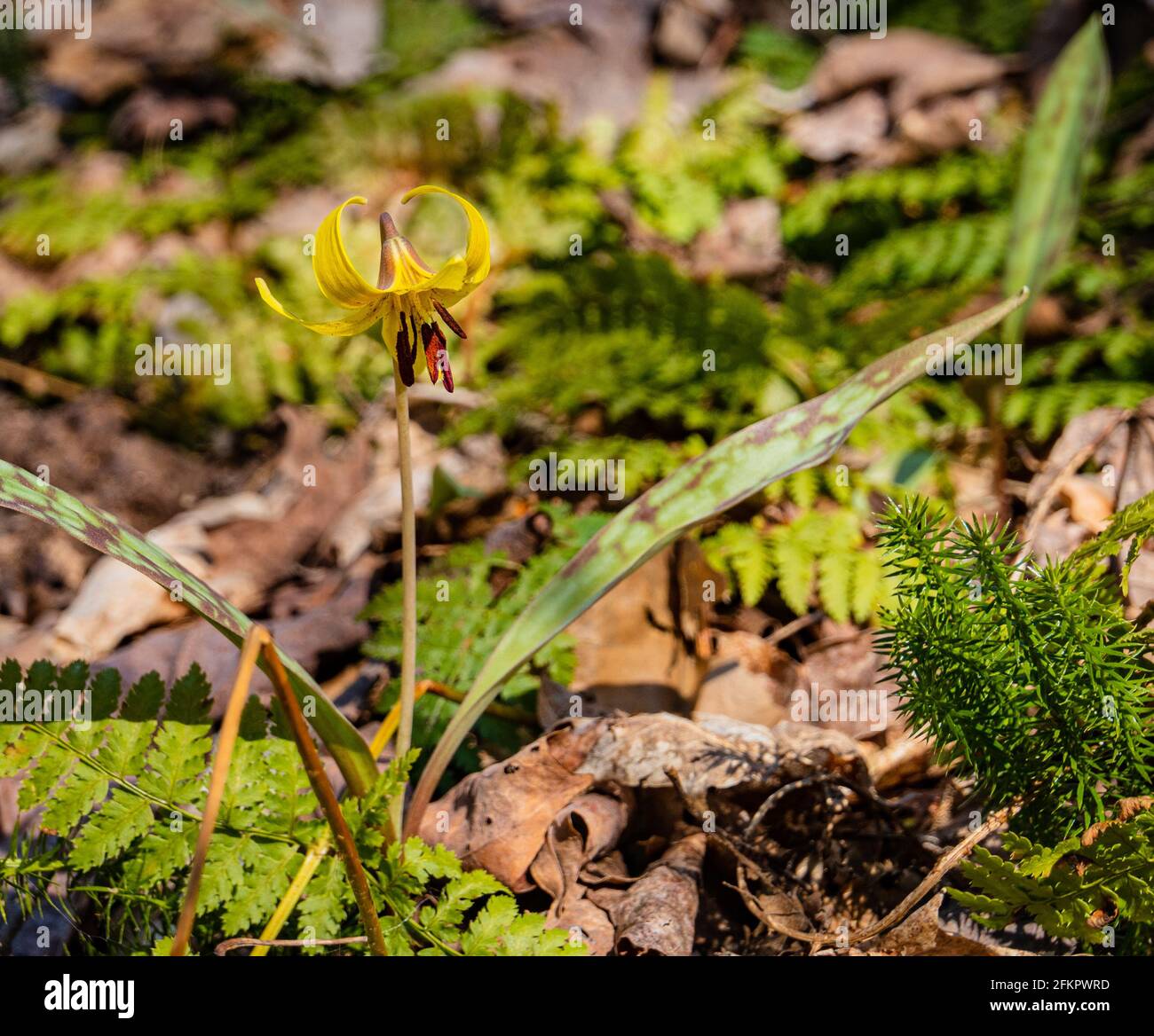 Forellenlilie, wilde Blüte im Frühling im Wald Stockfoto