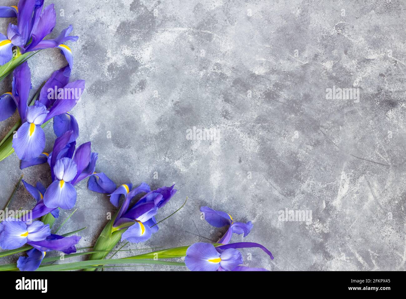 Flacher Rahmen mit frischen Irisblüten auf grauem Hintergrund Mit Kopierbereich Stockfoto