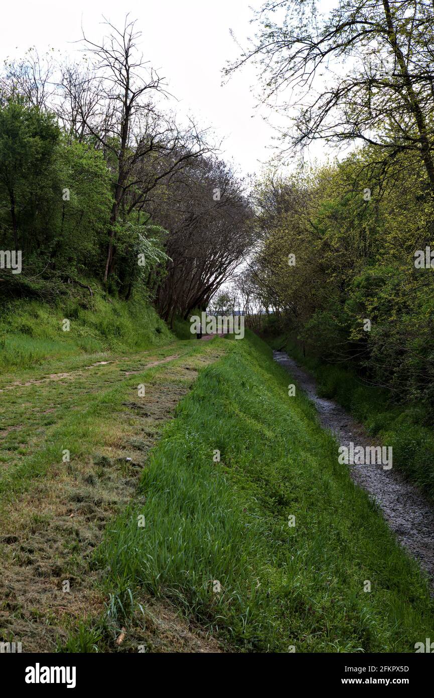 Schotterweg in einem Hain mit Bäumen, die sich darüber wölben In der italienischen Landschaft Stockfoto